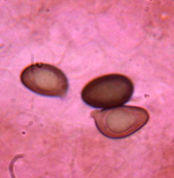 Kheops... Kephren...o ???  QUIZ